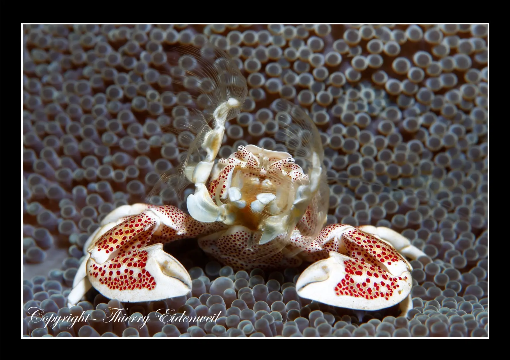 Anilao Macro Dive Media Highlight